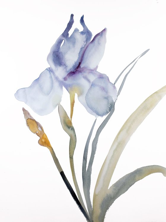 Iris No. 170