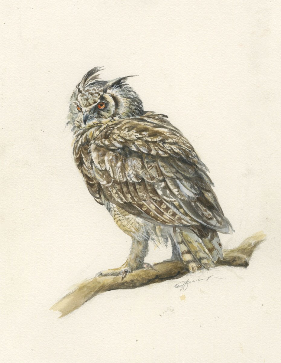 Long -eared owl bird watercolour by Una Hurst