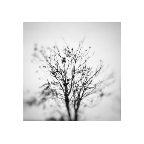 Triptych of Autumn