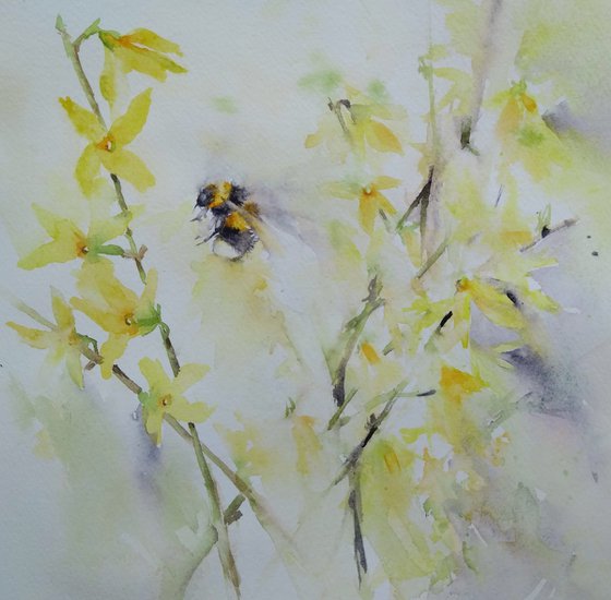 Bumblebee amongst forsythia, Original Watercolour painting