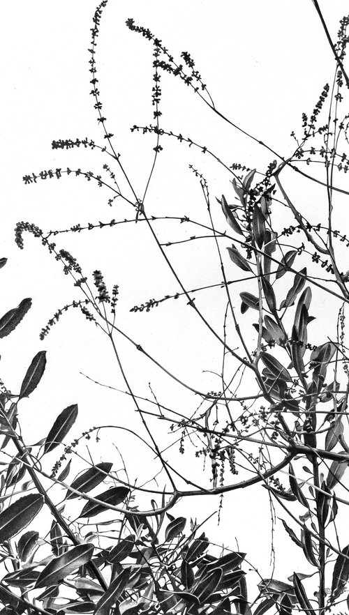 Among the Branches. by Vera Higgins