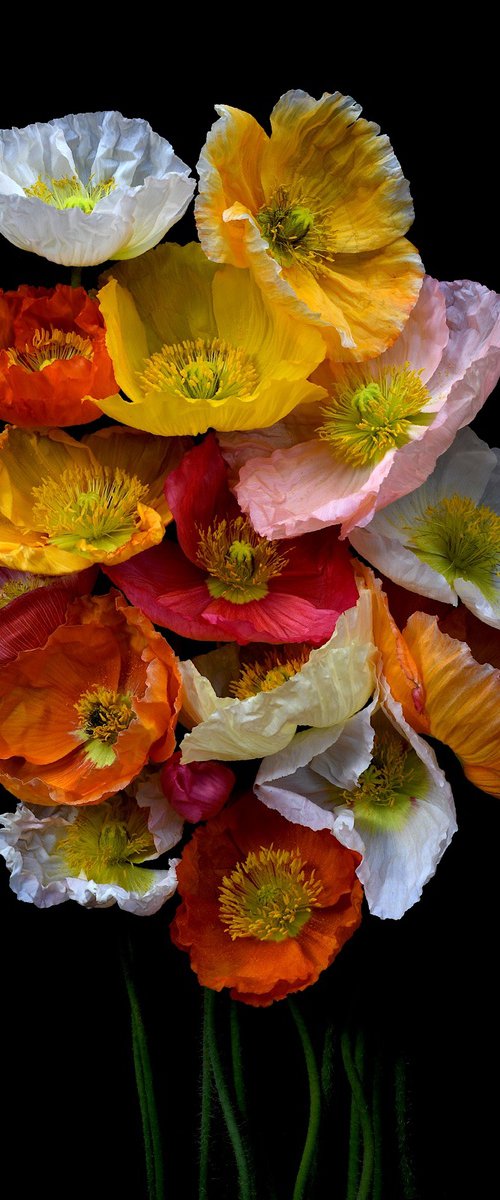 Poppies Posy by Nadia Culph