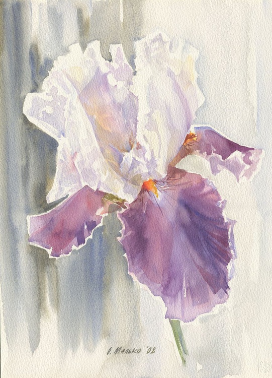 Purple Iris Flower Floral Watercolor Iris Pain Artfinder