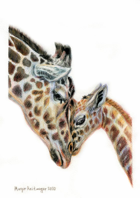 Giraffe family #1