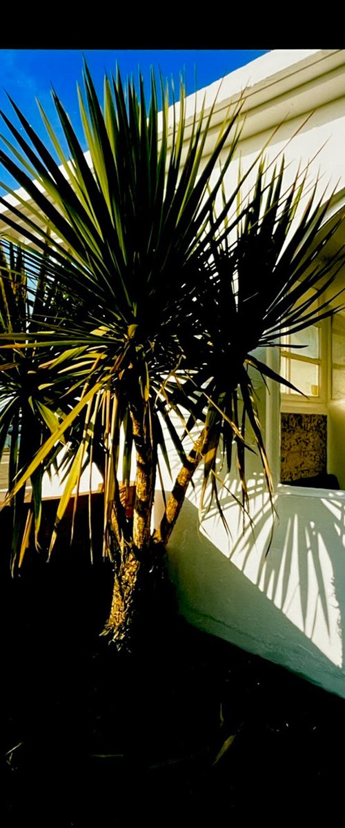 Palms, St Leonards-on-Sea by Richard Heeps