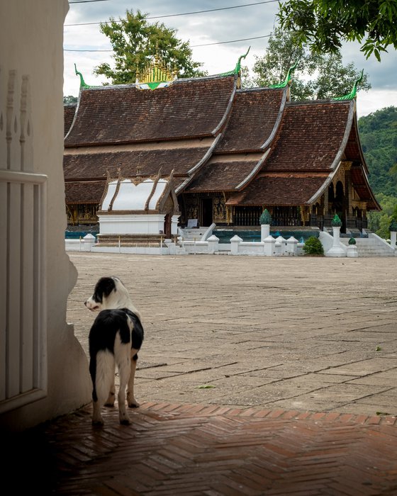 Temple Dogs of Laos No.4