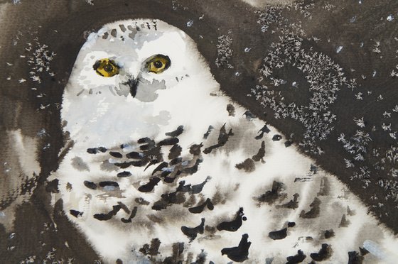 The Polar Owl