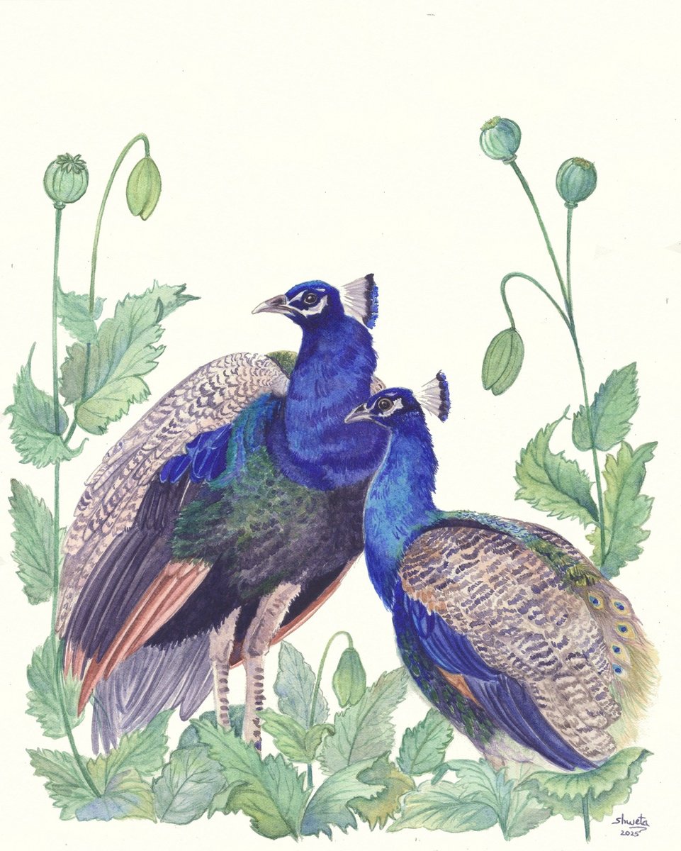 Photorealistic Animal Watercolour By Shweta Mahajan, 10 X 12", Two Peacocks, Original Artwork