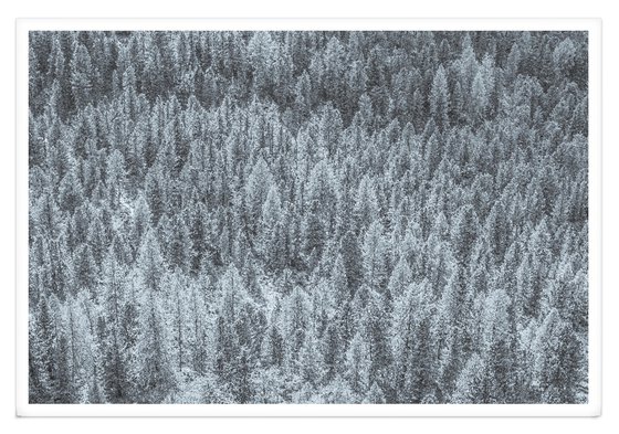 THE WHITE SILENCE