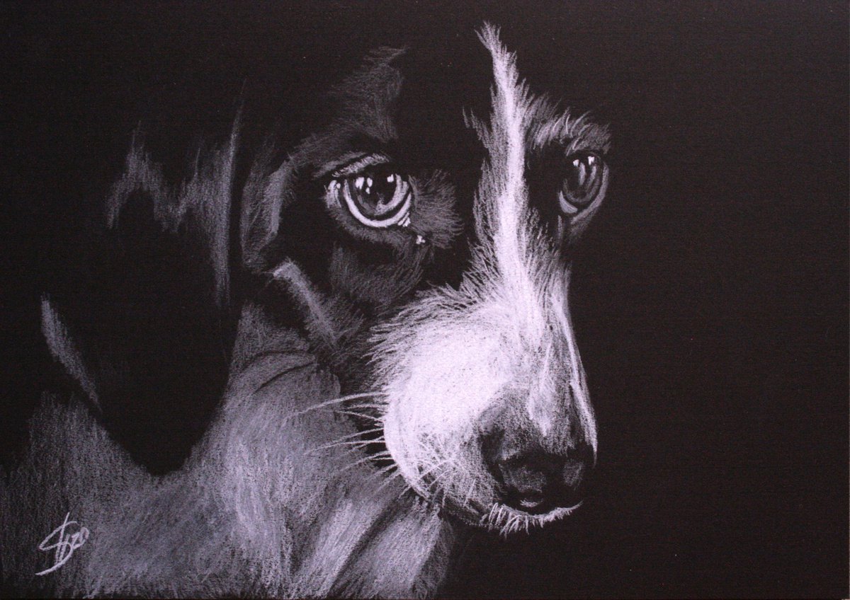 Animal Pencil Drawing By Salana Art / Svetlana Samovarova, 12 X 8", Portrait Of Dog 2, Original Artwork
