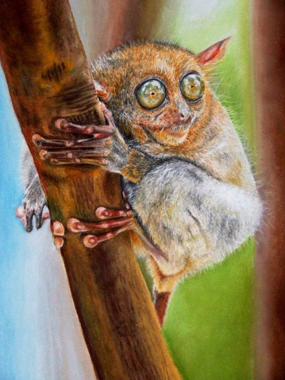 Philippine Tarsier