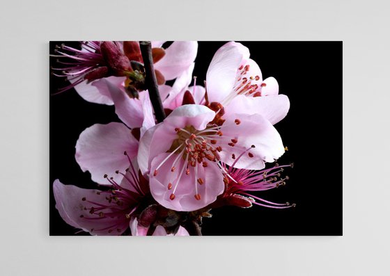 Spring Blossoms