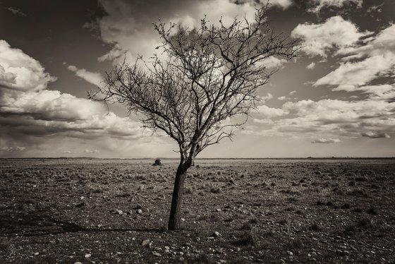 Arbre dans la steppe