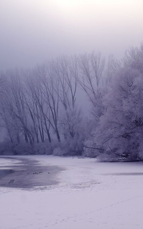 Purple winter by Sonja  Čvorović