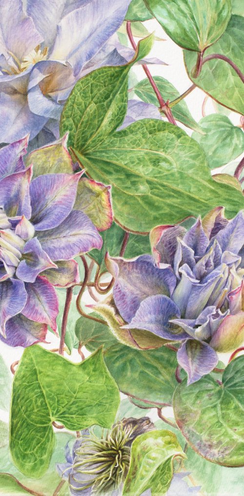 Clematis by Lida Duchnewitsch