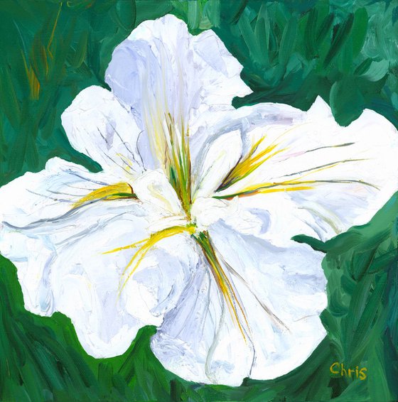 White Japanese Iris