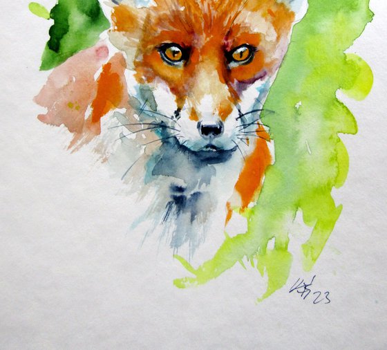Red fox collection