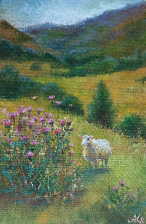 Scottish landscape, sheep on pasture