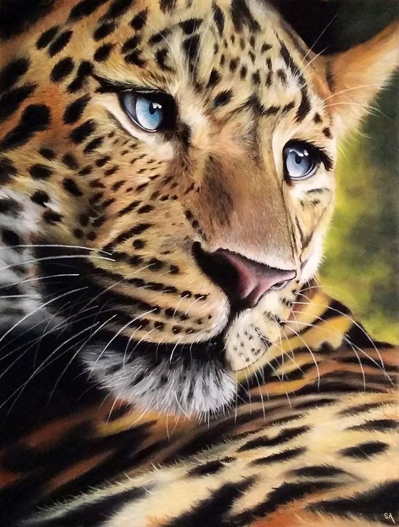Leopard's stare