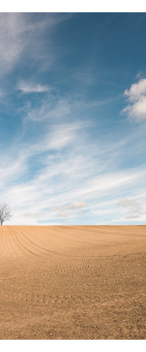 Hampshire Tree by David Baker