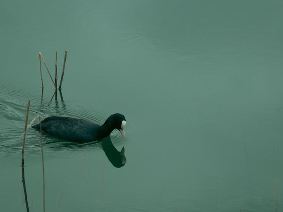 Alone in Water