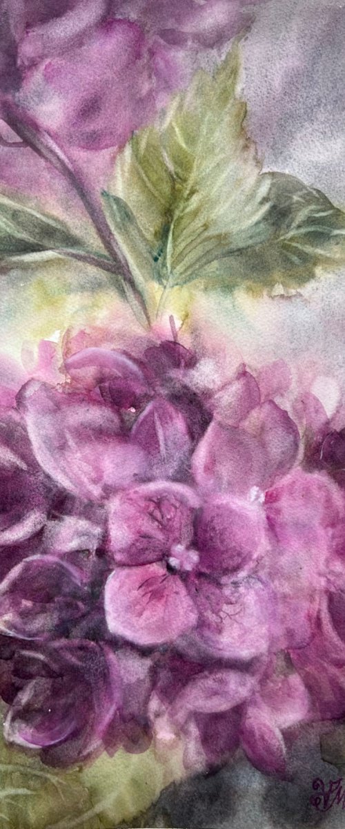 Hydrangea Hues by Vladlena Miroyan