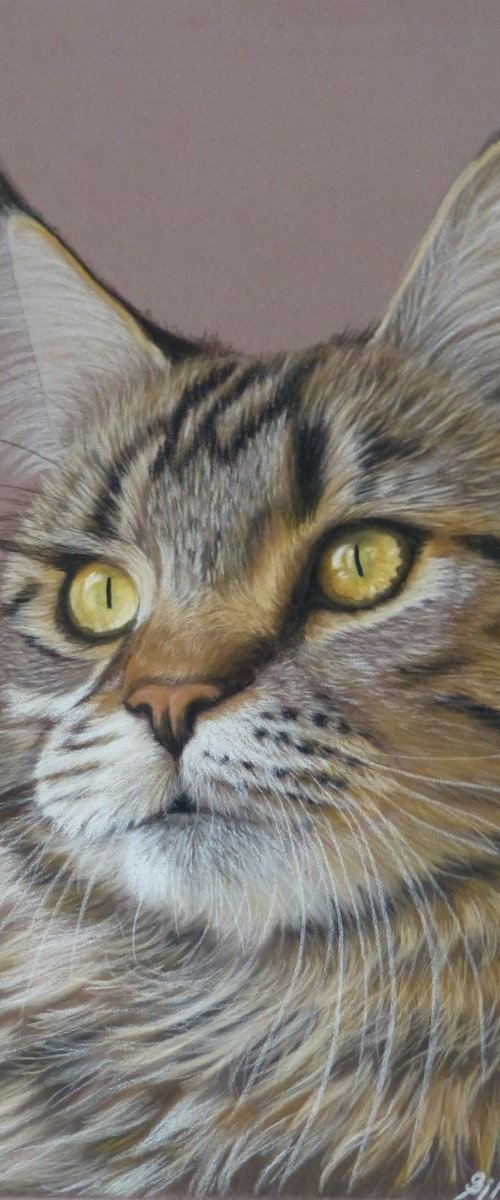 Maine Coon Cat by Silvia Frei