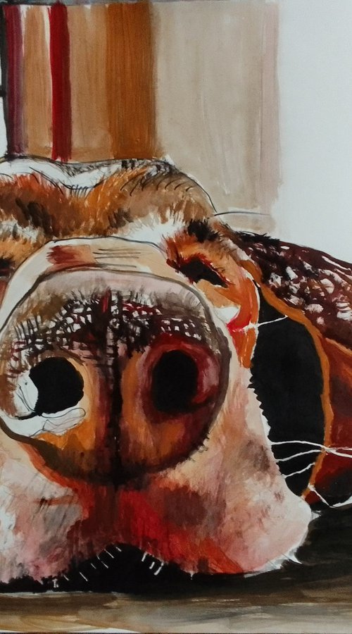 Bassethound by Soso Kumsiashvili