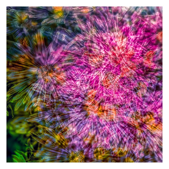 Abstract Flowers #6. Limited Edition 1/25 12x12 inch Photographic Print.