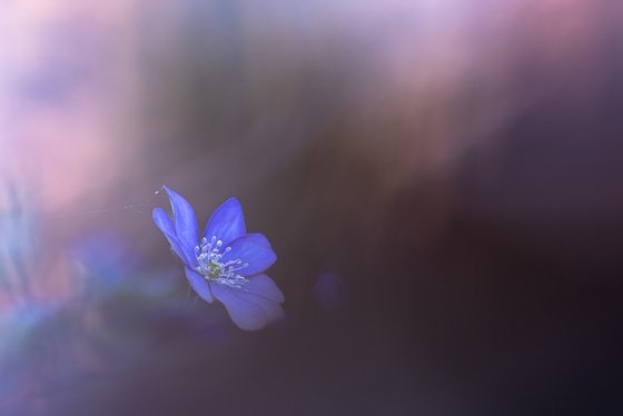 Forest Hepatica