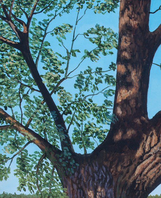 Tree And Rapefield
