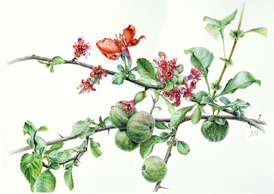 Chaenomeles japonica