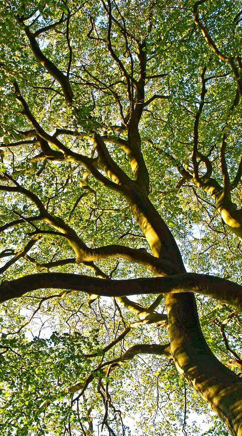 Beech Tree Canopy by Alex Cassels