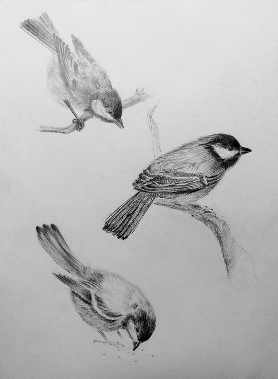 Birds. Original pencil drawing.