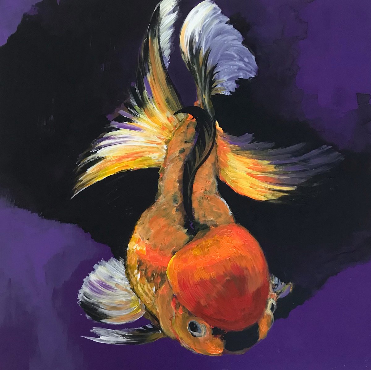 Carassius auratus goldfish by Laura Beatrice Gerlini