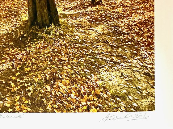 Golden Poplar Avenue