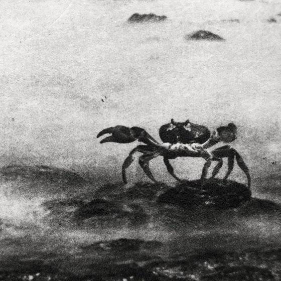 The Pig Suite No.5 The Crab Foragers