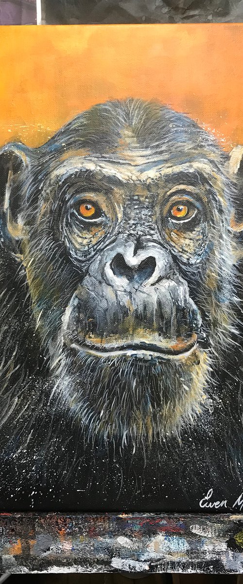 Portrait of a gorilla by Ewen Macaulay