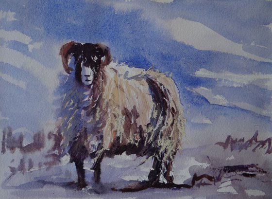 Winter Ewe