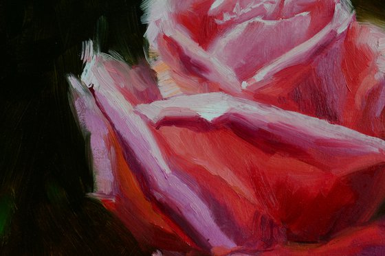 Pink rose