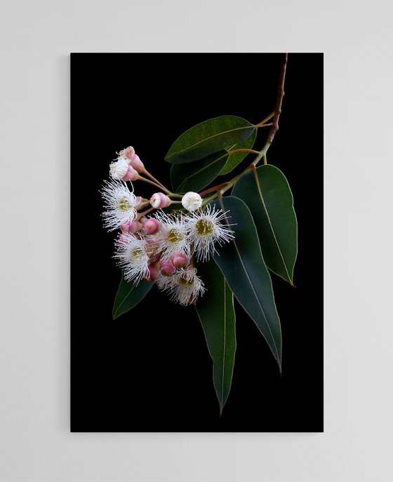 Corymbia Snowflake Gum