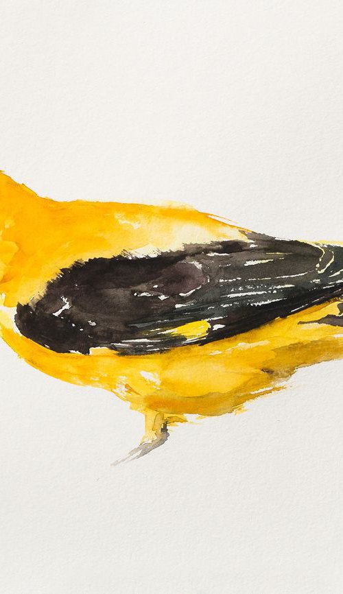 Eurasian Golden Oriole (Oriolus oriolus) by Andrzej Rabiega