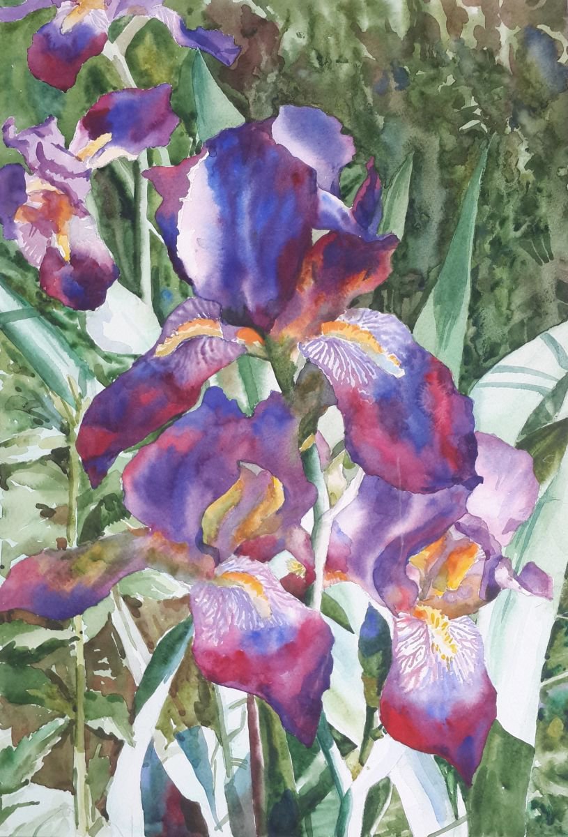 Irises2 Watercolour by Yuryy Pashkov | Artfinder