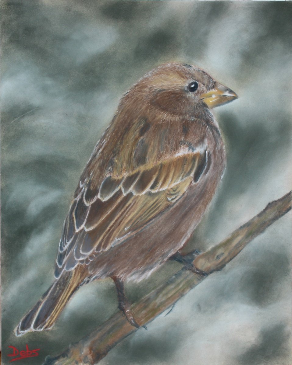 Photorealistic Animal Pastel Drawing By Debbie Young, 10 X 12, Common Sparrow, Original Artwork