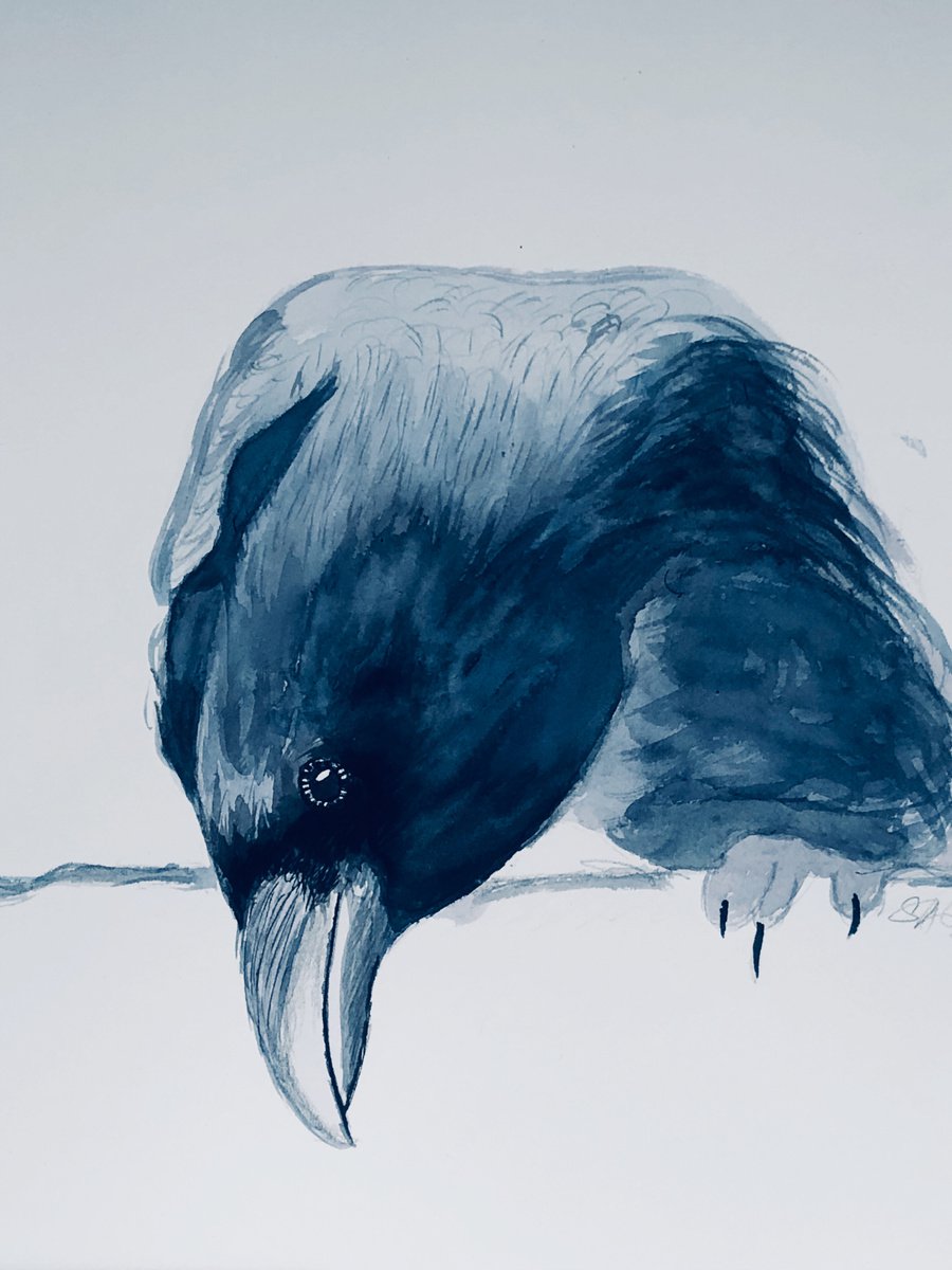 Impressionistic Animal Ink Drawing By Shabs Beigh, 22 X 28", Peeping Raven, Original Artwork