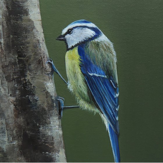 Blue Tit Clinging to Tree
