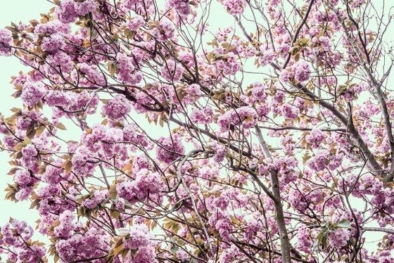 Blossom IV
