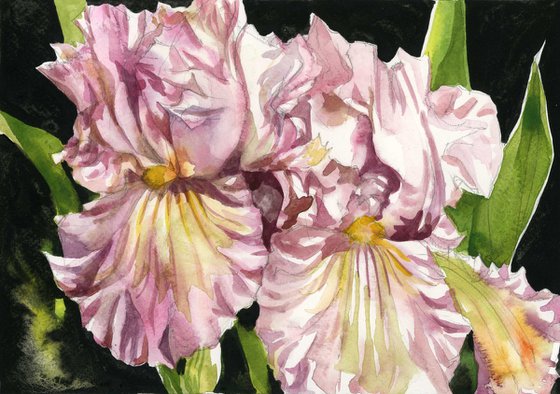 pink irises watercolor floral