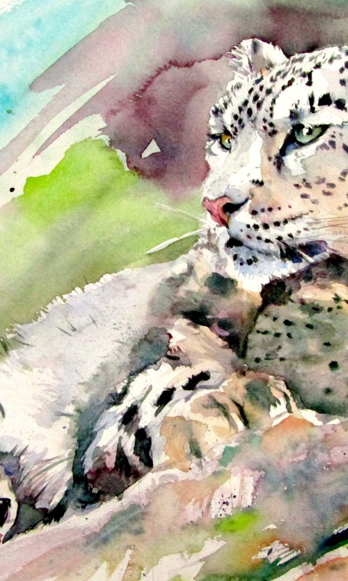 Snow leopard by Kovács Anna Brigitta