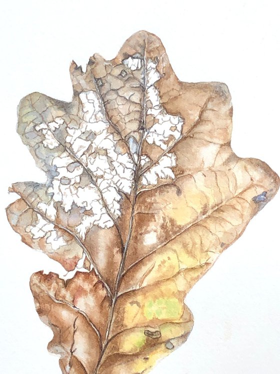 Last dance - oak leaf botanical watercolour illustration.